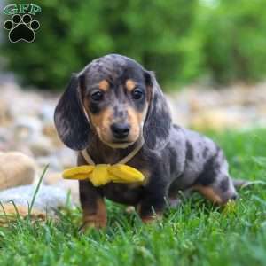 Blake, Dachshund Puppy